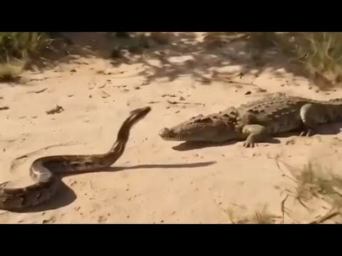 Crocodile Attacks Massive Python | Wild Animal Battle