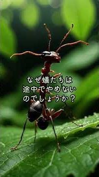 What is the ant death spiral? #UrbanLegend #Mu