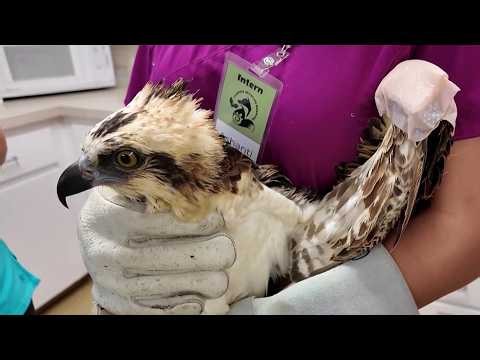 Burned osprey found after Blue Origin explosion raises concerns about launches, wildlife
