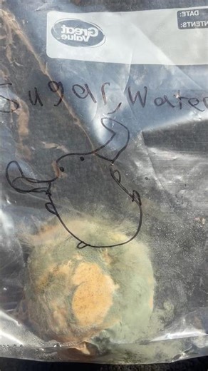 Mold growth experiment. Heart of Dakota #nature #school