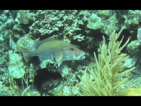 Mutton Snapper Inhales Lionfish
