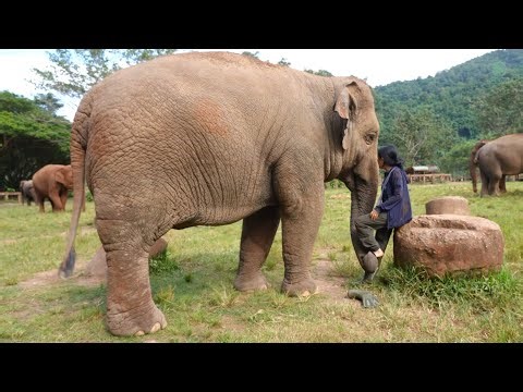 Natural Elephant Intelligence: Thong Ae’s Sweet Health Tip - ElephantNews