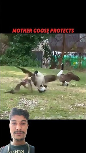 Hawk attacks the goose baby but... #trending #animals #hawk #goose #wildlife #youtubeshorts