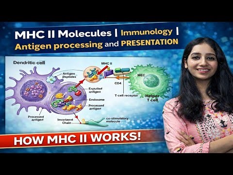 MHC 2 I Major Histocompatibility Complex I Antigen Processing and Presentation I Immunology