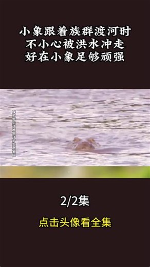 #神奇动物在抖音 #动物的迷惑行为 #动物 #动物世界 #野生动物零距离