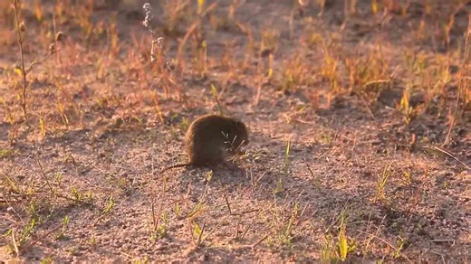 This video shows how humans formed alliances with wolves 33,000 years ago