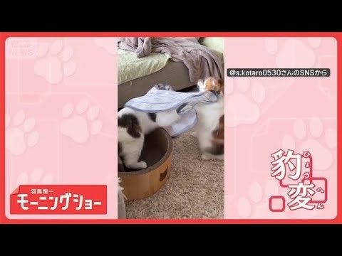 態度豹変だニャン 布をかぶると姉に猫パンチ！気が大きくなるネコちゃん ニャンで？【羽鳥慎一モーニングショー】(2026年4月1日)