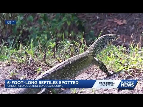 Nile monitors continue to invade Cape Coral neighborhoods