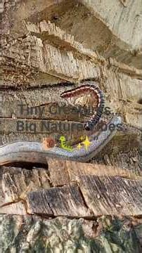 This Millipede & Slug Moment Looks Unreal 🌎