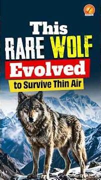 Why the Himalayan Wolf Is So Unique