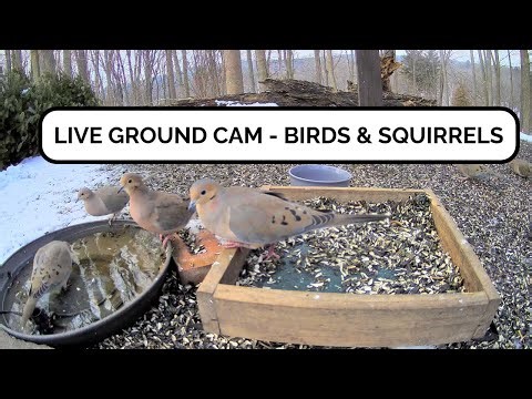 🔴 Live Bird Feeder Ground Cam - Michigan Backyard Birds (Cardinals, Blue Jays, Goldfinches)