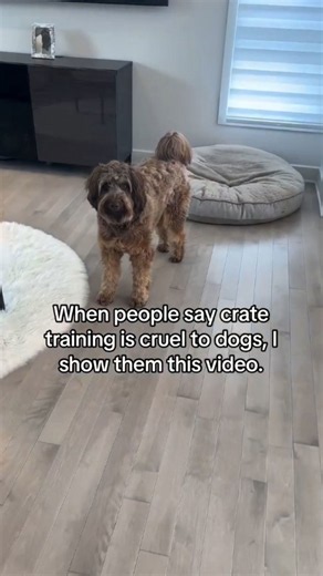 Dog crate training secrets for a calmer routine