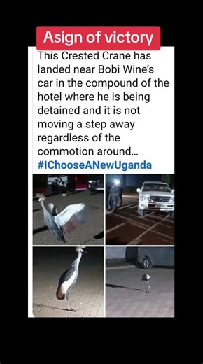 #creatorsearchinsights #crestedcrane #bobiwine #cnn #bbc #kampala_tiktokers #soroti #kumi #nupsuporters #nup #uganda #barbiekyagulanyi #ugandatiktok #bobiwineuganda✊✊✊✊✊✊ #updf #ugpolice #amuria