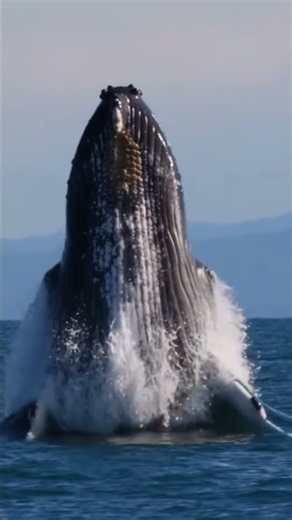 Giant Whale Breaches the Ocean in an Incredible Jump! 🐋 #Shorts