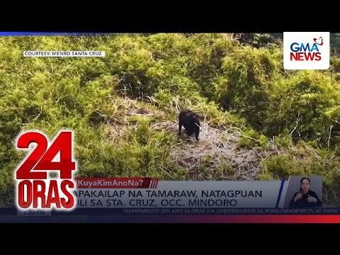 Napakailap na tamaraw, natagpuan muli sa Sta. Cruz, Occidental Mindoro | 24 Oras