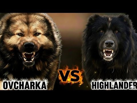 The Dog Even Wolves Fear: The Truth About the "Real" Caucasian Shepherd