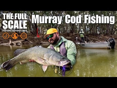 Murray Cod Fishing | The Full Scale