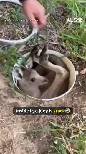 A joey goes head first down a drain, and a man reaches in 🦘❤️ #KangarooRescue #WildlifeRescue