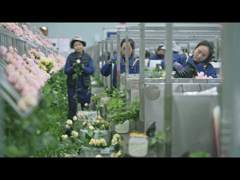 Exploring fresh-cut rose factory in China's Gansu