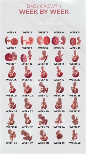 Fetus Development Week by Week: A Guide for Moms