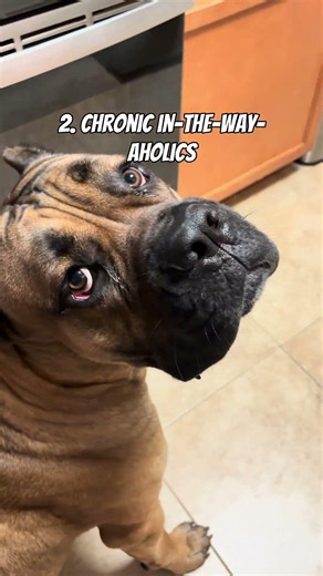 and if you’re still crazy enough to get a cane corso? Good luck 🥴