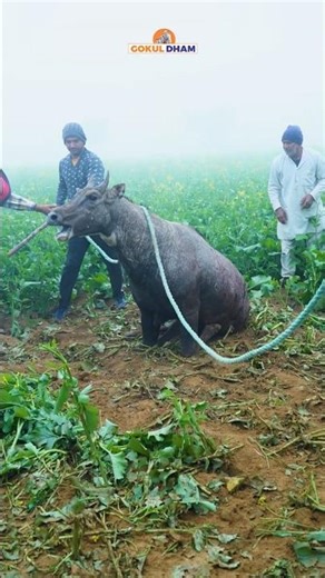 Angry Scared Neelgai Dog Bite | Crying #cow #rescue #animals #shorts #fyp #fypシ #gokuldham #gauseva