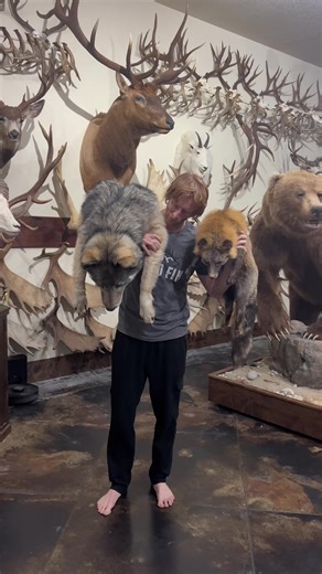 Size comparison between a wolf vs a fox. Very Cool!!! #wolf #fox #taxidermy #hunting #outdoors