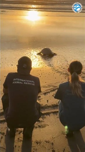 Releasing an Olive Ridley Sea Turtle Back to the Wild After Rescue #turtles #animals #wildlife