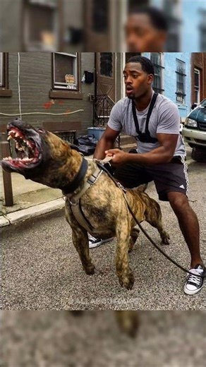 Monster Kangal 😈 | World’s Strongest Guardian Dog 💪🔥 #shorts