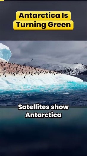 Antarctica Moss Boom