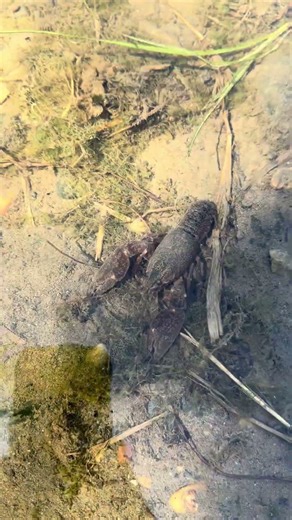 Signal Crayfish in the Yakima River, WA