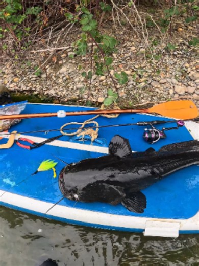 Le silure ombral ? #pêche #poissons #silure #fish #fishing