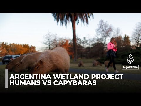 Argentine suburb battles invasion of giant capybaras
