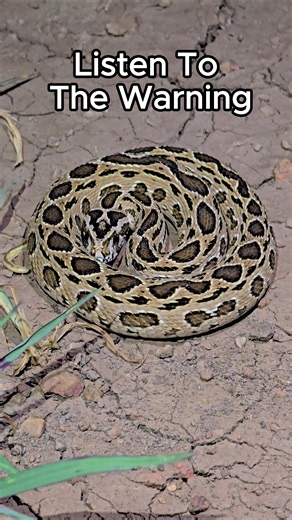Russell's Viper Warning Display