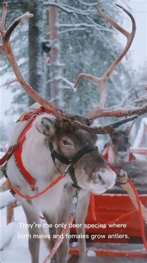 Reindeer Facts: From Santa's Sleigh to Real Arctic Survivors