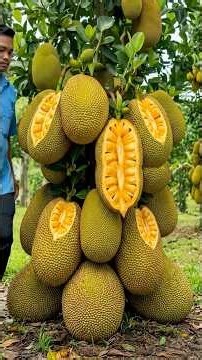 An amazing method for grafting jackfruit tree with orange fruit to achieve high fruit yields.#Grow