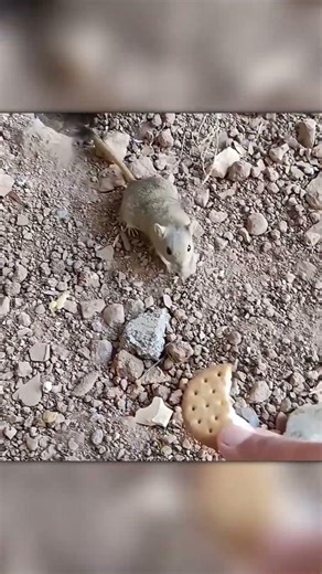 Worker Made Friends With the Cutest Little Mouse