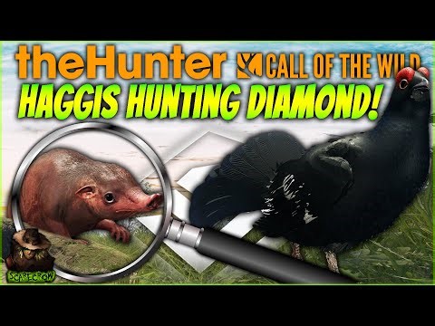 NEW CLUE! Hunting For The Wild Haggis Leads To A Diamond Black Grouse! Call of the wild