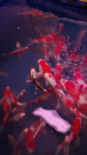 Jetzt erhältlich bei Hannover Koi!