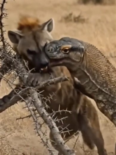Komodo's Dragon Attacks Hyena #komododragon #komododragonvshyena #wildanimals #thegioidongvat