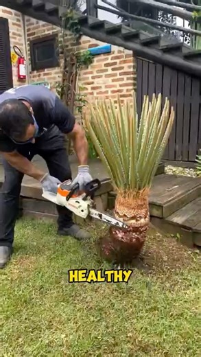 Rapid Plant Recovery