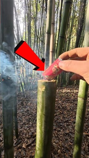 Firecracker Shock 😲🔥