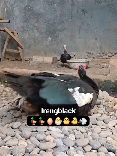 Amazing ducks are performing natural behavior #viralvideotiktok #muscovyduck #muscovyducks #tiktokviral #christmas #ducksoftiktok #newyear #fyppppppppppppppppppppppp