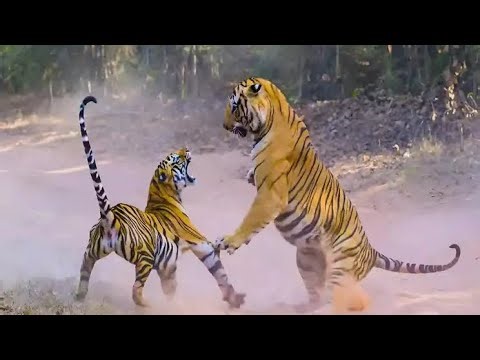 10 African Elephant Vs 10 Giant Tiger Save Cow Video Buffalo From Tiger Wolf Vs Mammoth Elephant