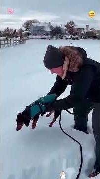 🐶 Winter Dogs Loving Snow 😍 | Adorable Christmas Dog Compilation | Cute Puppy Moments