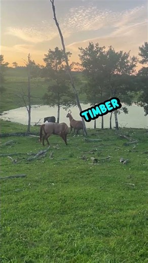i LiTeRaLLy YeLLeD TiMbEr 🪾😰
