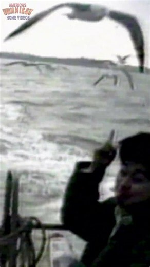 He Thought He Was Feeding a Seagull, Not Starting a War #funny #fail
