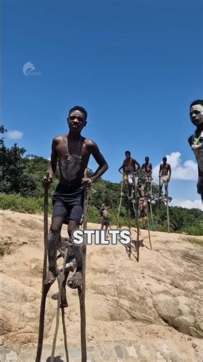 How They Survive on Tall Stilts!