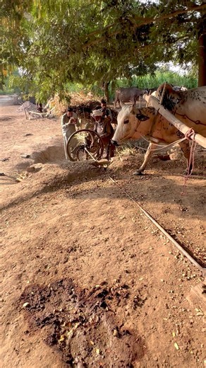 Desi Style Chaff Cutter Machine #gear_trend #shortsviral #shorts