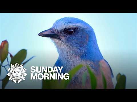 Nature: Scrub-jays in Florida
